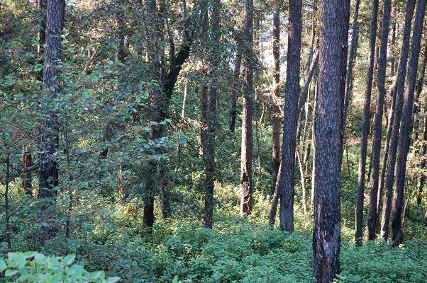 �D���ֵ� �c(di��n)���ɷŴ�