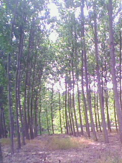 �D���a(ch��n)Ʒչʾ�� �c(di��n)���ɷŴ�