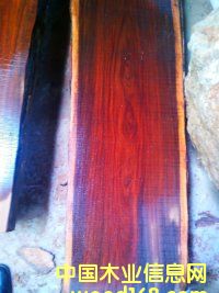 �D�����K���ݬF(xi��n)؛ԭľ���~��̴ֱ��35--65�����L��2.8�� �c���ɷŴ�