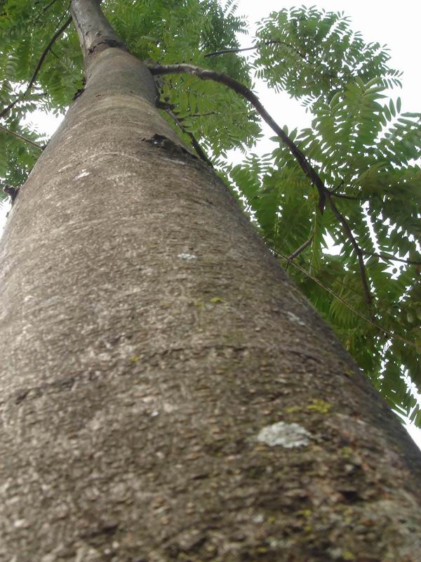 �t�����㴻��toona)�ذ�ġ�Ҏ(gu��)��ĵ�Ԕ��(x��)��B