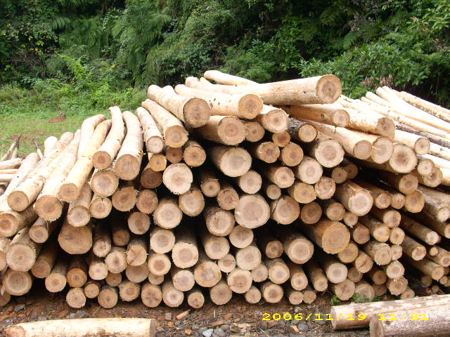 ԭɼ��(sh��)ľ��Ԕ��(x��)��B