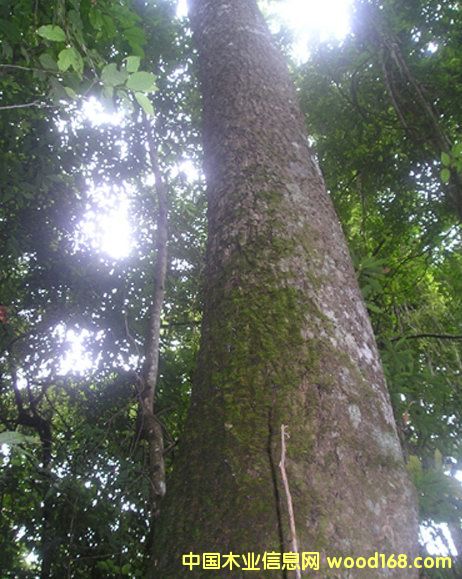 ��ľ��ԭ���ϼ���ģ���Ԕ��(x��)��B