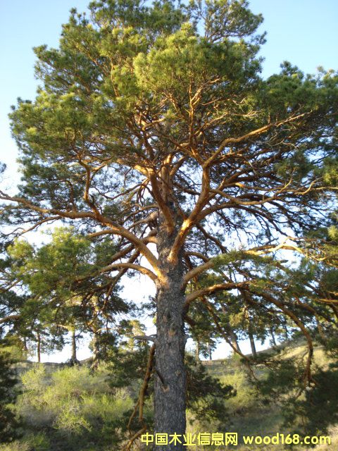 ��ľ��Ԕ��(x��)��B