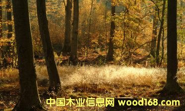 �����䣨ԭ���ϼ���ģ���Ԕ��(x��)��B