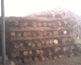 ɼԭľ��Ԕ����B