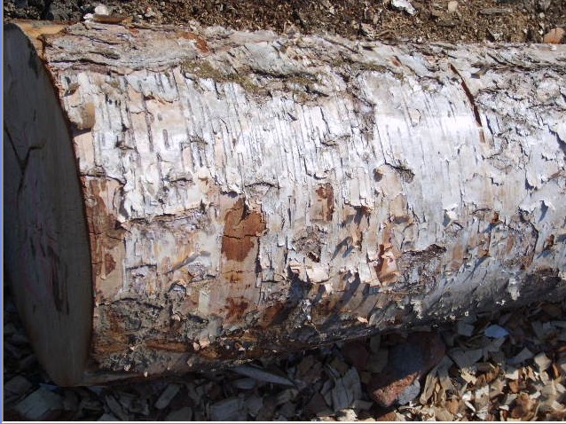 ���_˹����