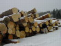 ����ɼԭľ��Ԕ��(x��)��B