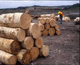 ݗ����ԭľ�D��Ԕ��(x��)��B