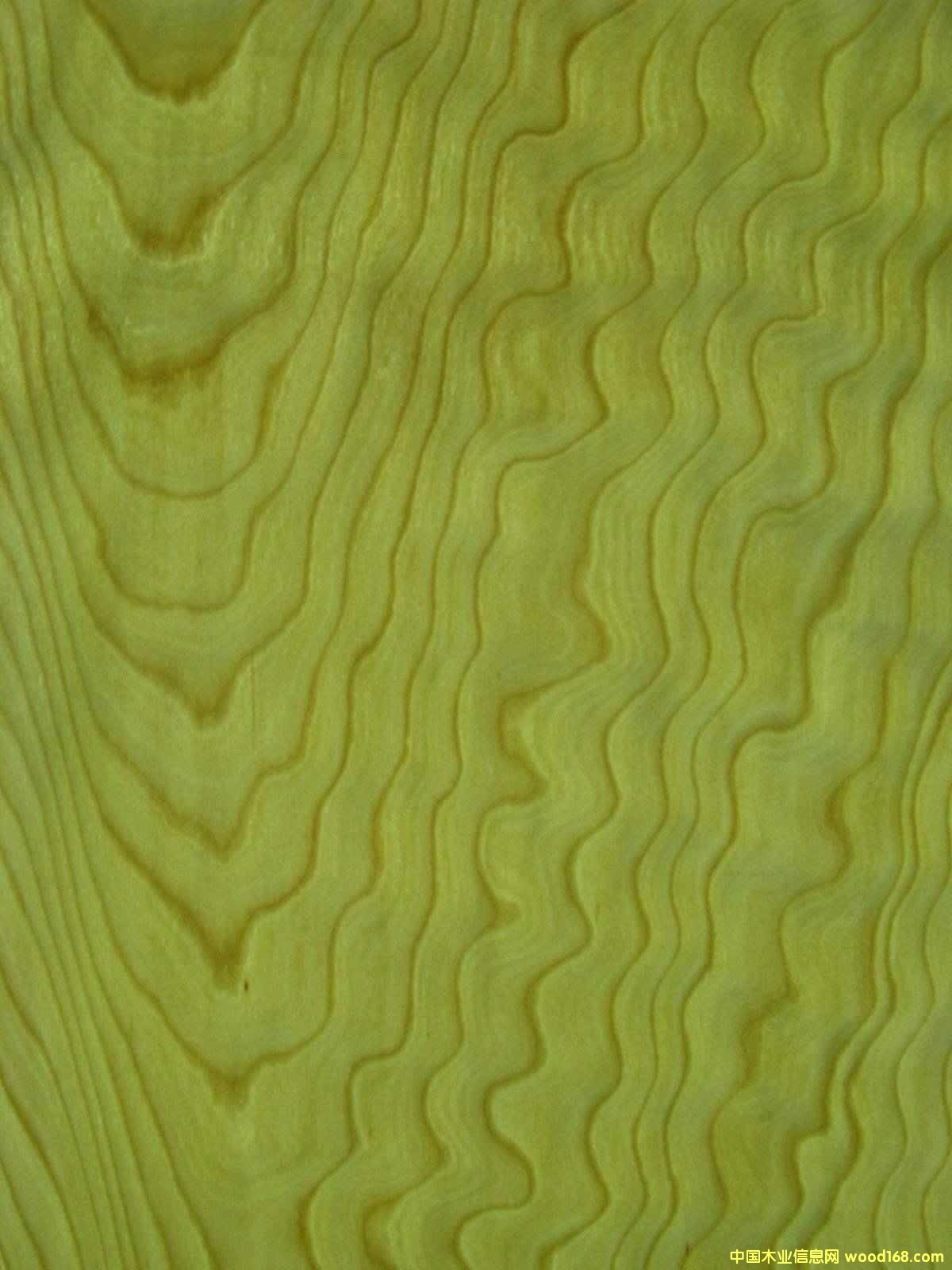 ��ľľƤ��Ԕ��(x��)��B