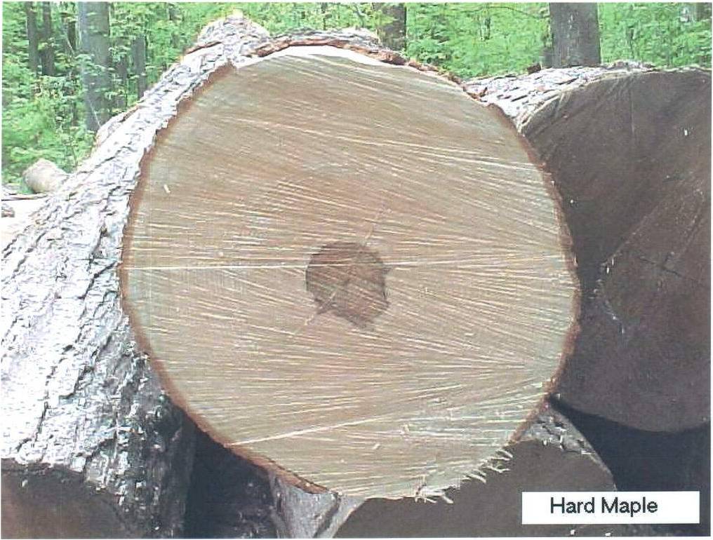 HARD MAPLE LOG��Ԕ��(x��)��B
