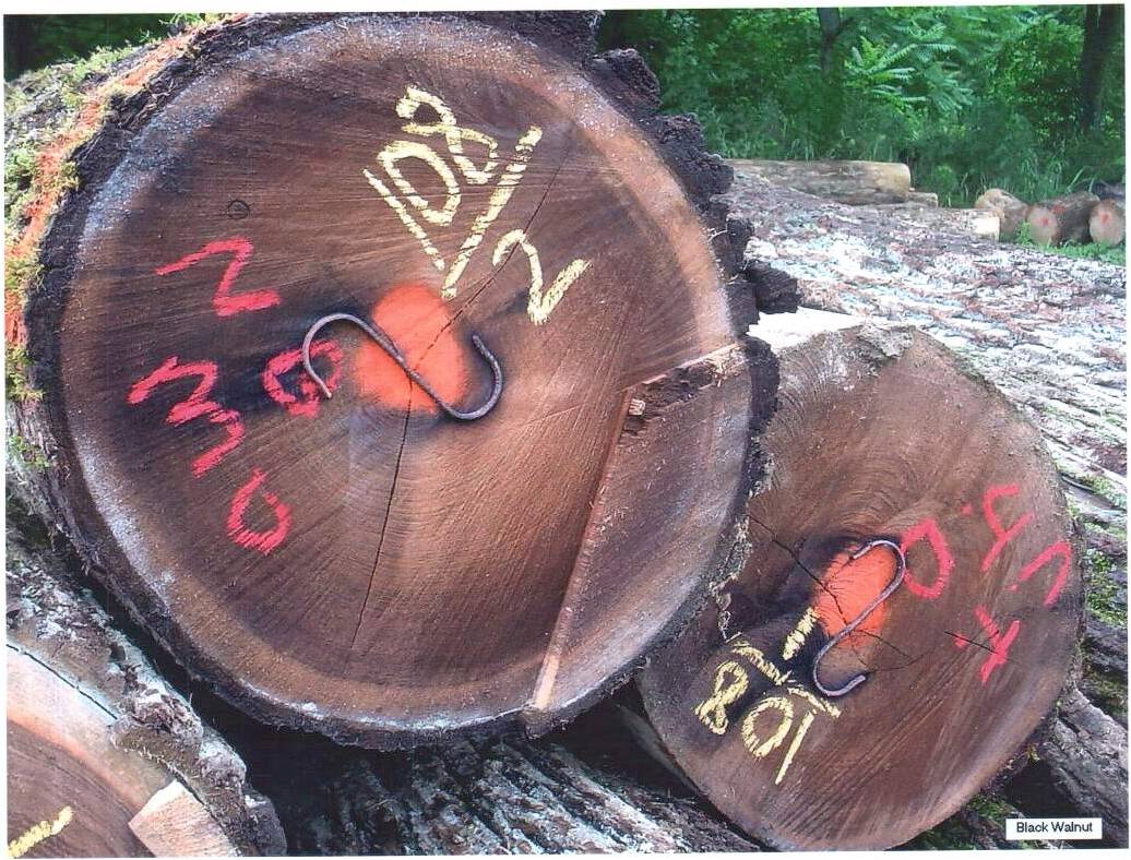 WALNUT LOG��Ԕ��(x��)��B