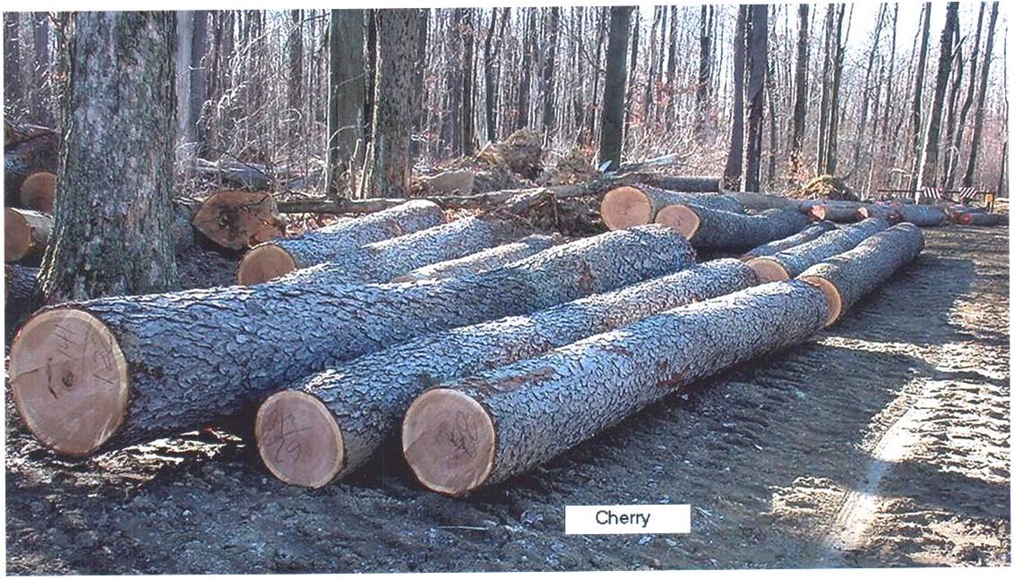 CHERRY LOG��Ԕ��(x��)��B