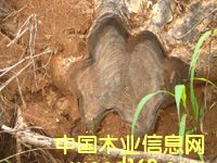 ��ľ�����Ԕ��(x��)��B