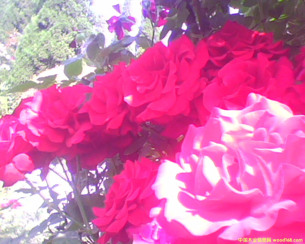 �|����ľ�I(y��)���@�־G����