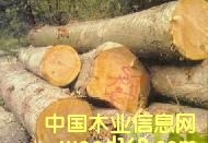 ����ľԭľ��Ƭ��Ԕ��(x��)��B