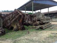 ��ľ�������Ԕ��(x��)��B