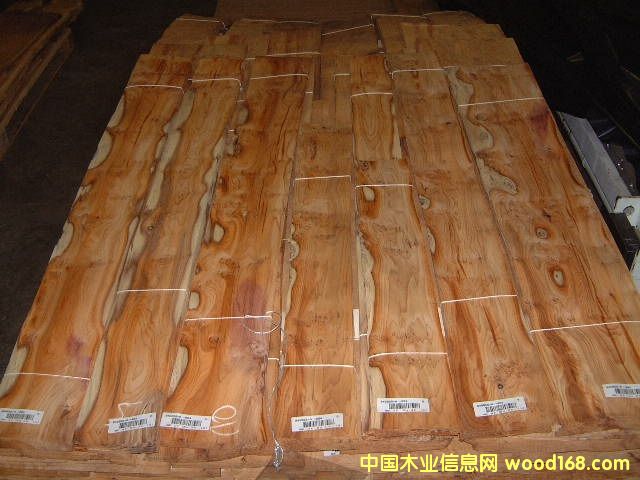 ��ɼ��������ɼ��YEW TREE