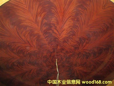 �һ��Ę�棬������Ź��һ���ľƤ