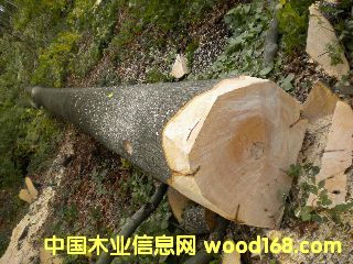 ��ľ �����r(sh��)�ĵ�Ԕ��(x��)��B