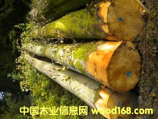 ��ľ ����(gu��)�ĵ�Ԕ��(x��)��B