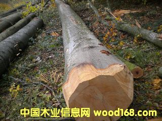 ��ľ �����r(sh��)�ĵ�Ԕ��(x��)��B