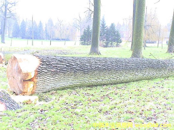 �W�ޗ�ľԭľ��Ԕ��(x��)��B