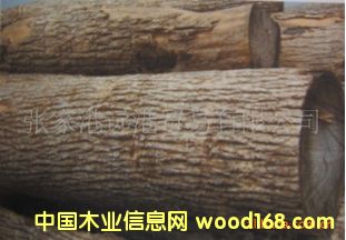 ����(y��ng)ˮ����ԭľ ��� lasenj Ash