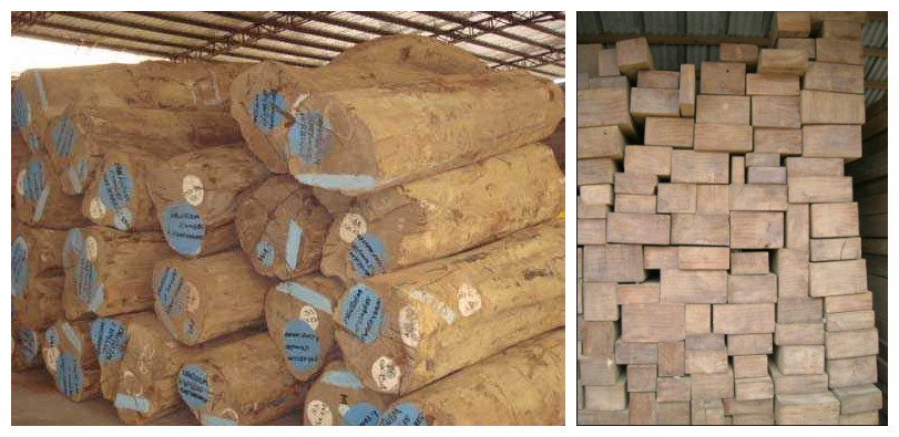 ������ľ