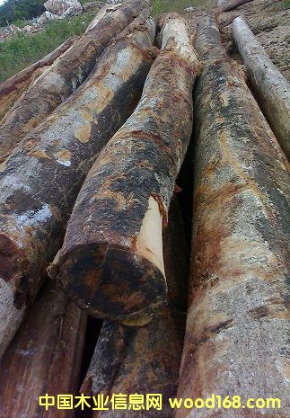 ���Ĺ�ľ��Ԕ��(x��)��B