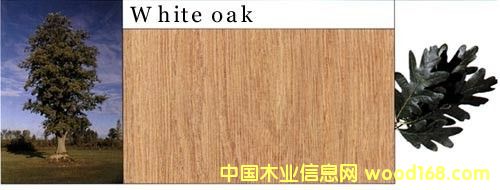 ����ľ��Ԕ����B