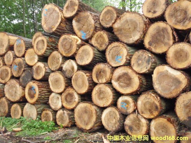 歐洲楊木的詳細(xì)介紹