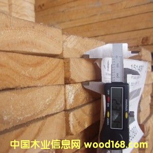 輻射松的詳細(xì)介紹