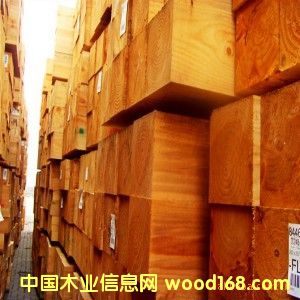 花旗松的詳細(xì)介紹