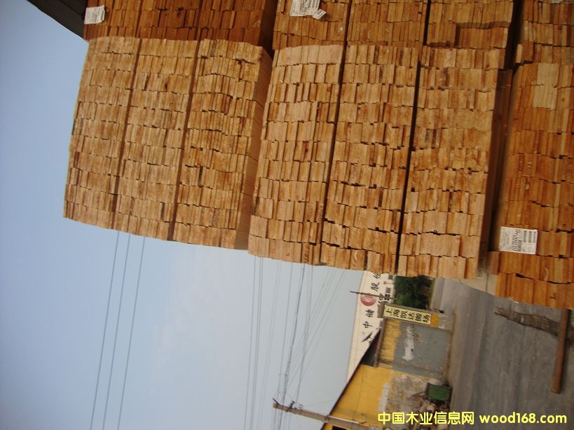 �M��ݗ���� ���1.6cm��� 