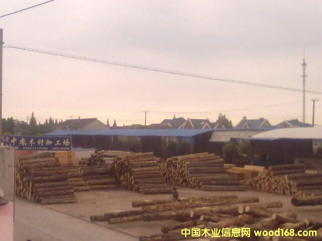 鐵杉的詳細介紹