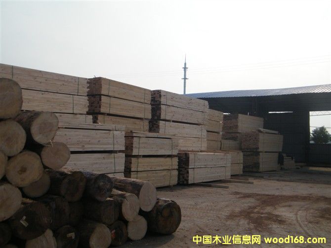 鐵杉的詳細介紹