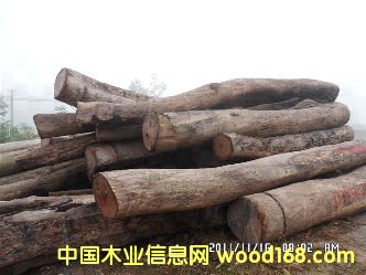 �ϓ���֦ԭľ��Ԕ��(x��)��B