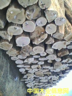 �؃�(y��u)��ľ