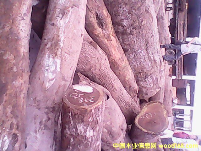 Īɣ�ȿ�Ƥ��ԭľ��Ԕ����B