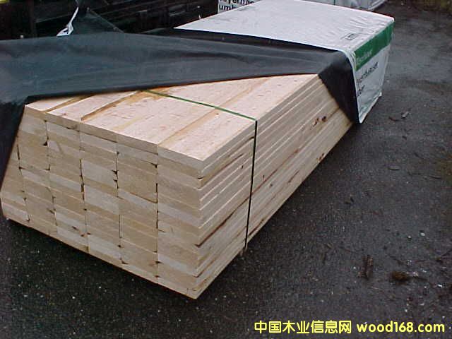 鐵杉的詳細(xì)介紹