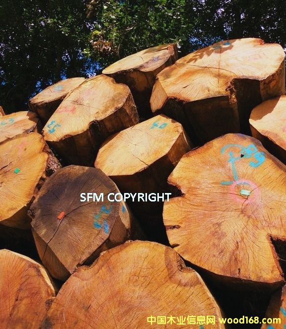 �W��PEFC����ԭľ��Ԕ����B