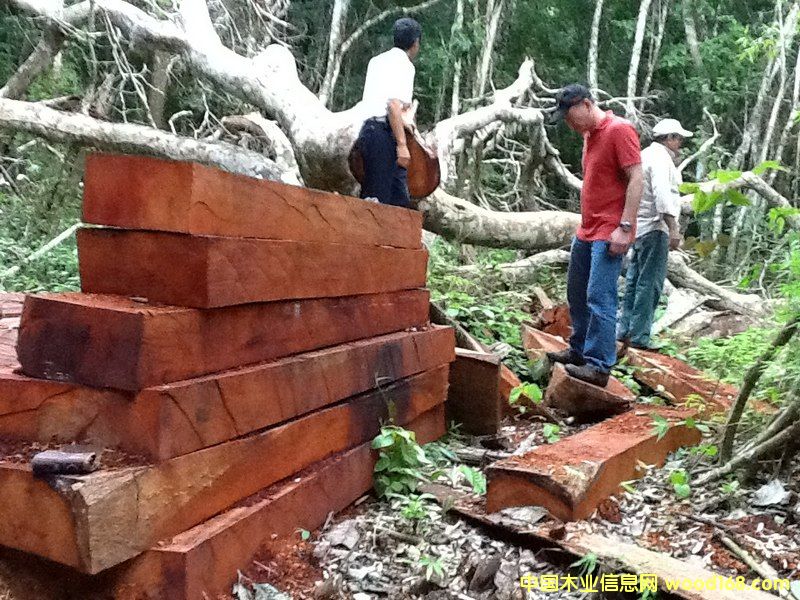 ��Ƥ���� �ذ��ütľ