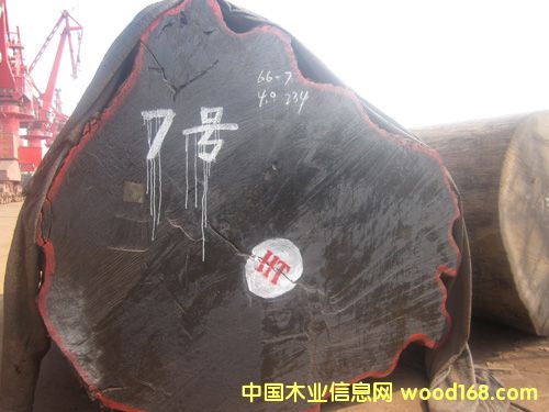 巴花的詳細(xì)介紹