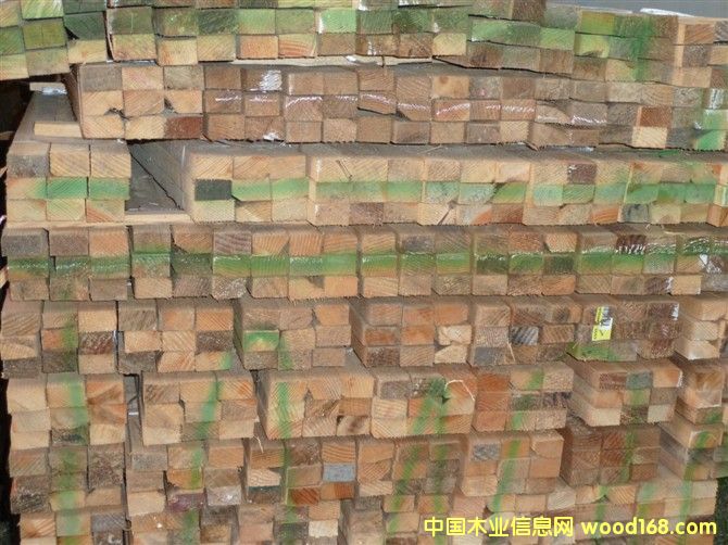 花旗松的詳細(xì)介紹