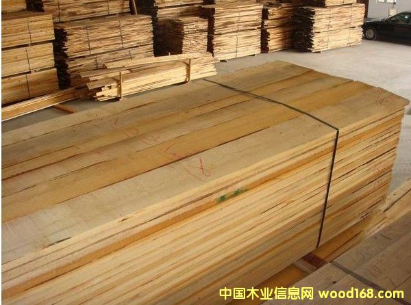 樟子松的詳細(xì)介紹