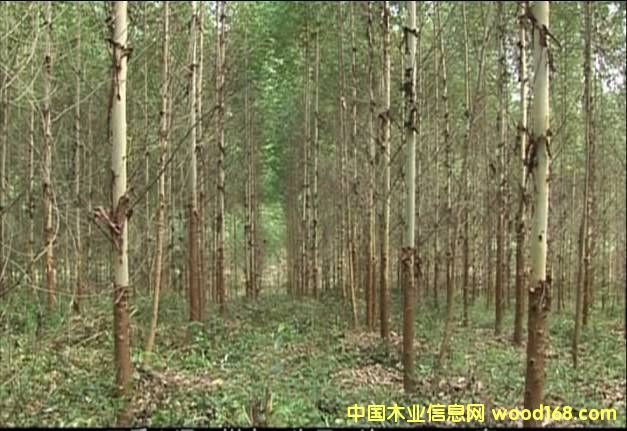 ����?j��)?y��u)�|(zh��)���ԭľ