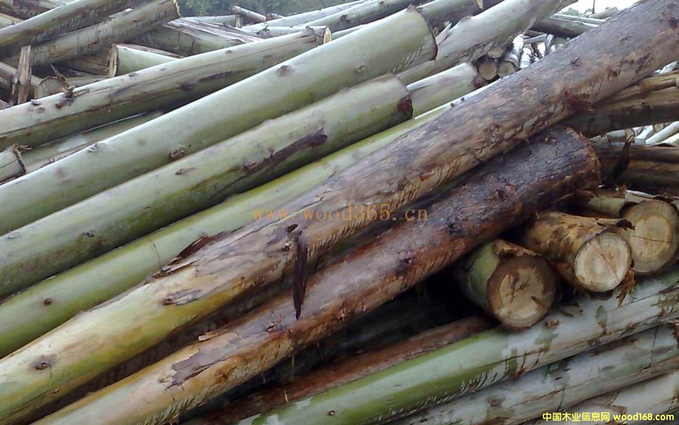 ����?j��)?y��u)�|(zh��)���ԭľ��2��β��6CM��