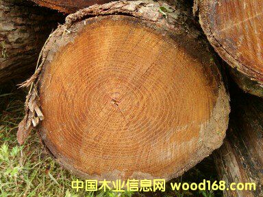 �t��ԭľ��Ԕ��(x��)��B