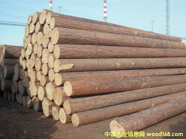 紅樟松的詳細(xì)介紹