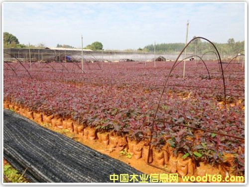 ��(y��u)�|(zh��)�����ľ